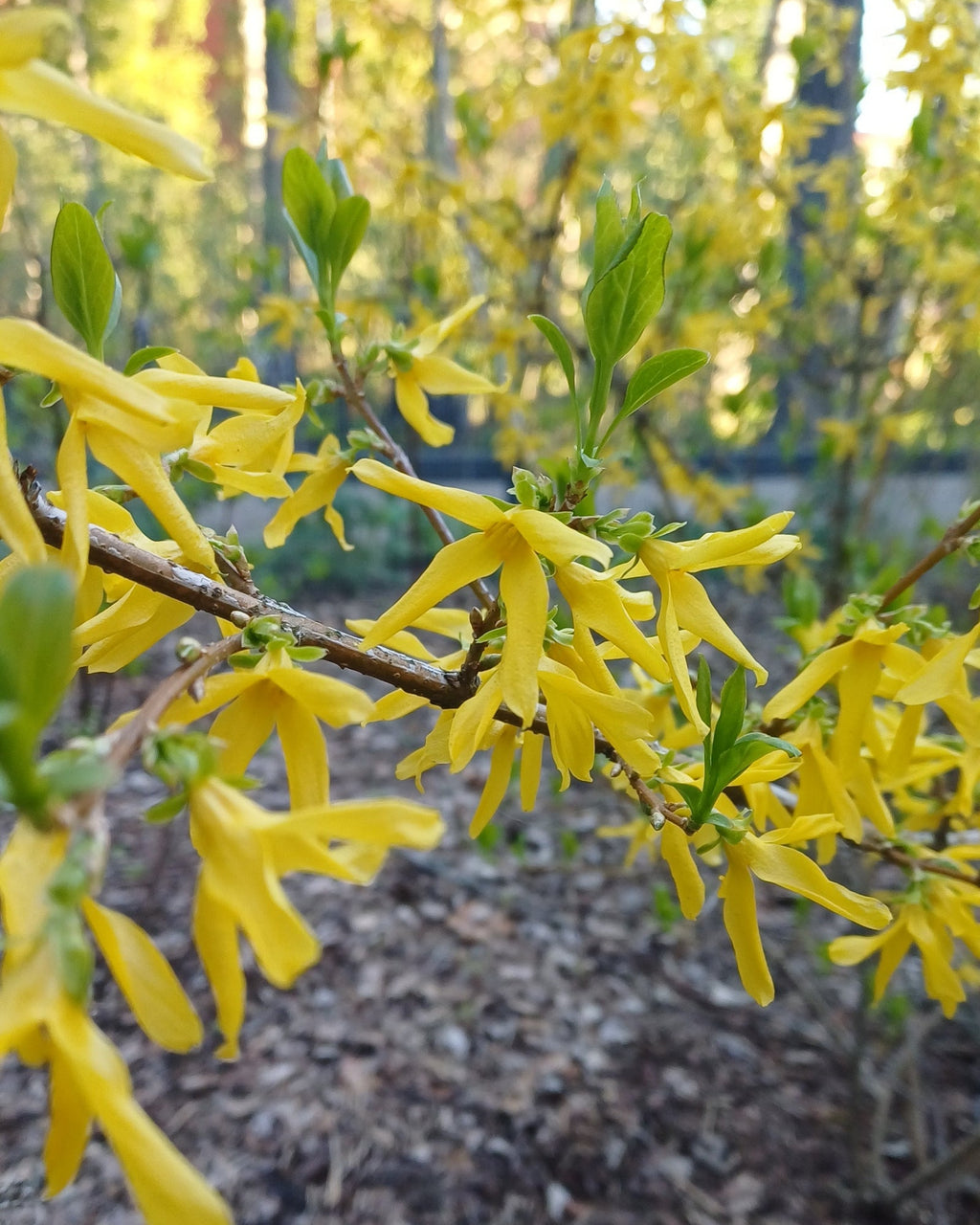 Yellow flowers on a branch with a blurred background